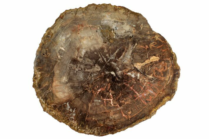 Colorful, Petrified Wood (Araucaria) Round - Madagascar #304806